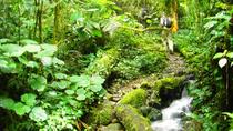 Cerro Buena Vista Guided Hiking and Cloud Forest Wildlife Watching Tour at Tal