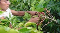 Coffee Tour Grecia and Sarchi San José