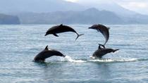 Costa Rica Whales and Dolphins 5 nights - 6 Days