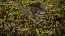 Costa Rican Wildlife: Palo Verde National Park Private Tour