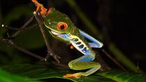 Danaus Night Adventure