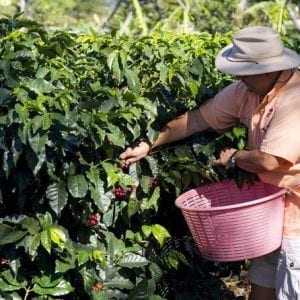 Doka Estate Coffee and Sugar Cane Tour with Butterfly Garden