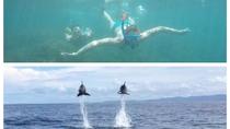 Dolphin Watching and Snorkelling