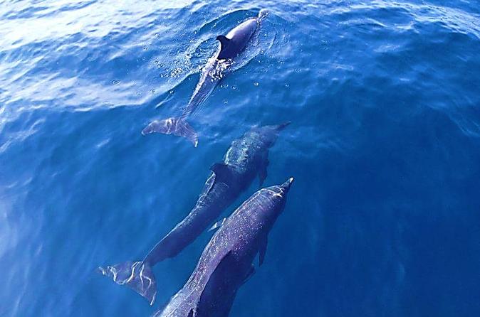 Dolphin Watching and Snorkelling