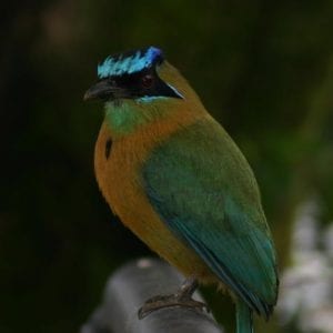 Early Bird Watching Tour