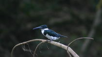 Early Bird Watching Tour
