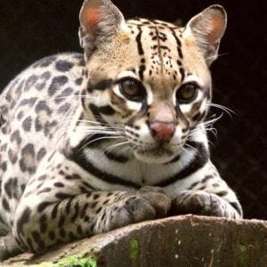 Full Day Mega Combo Tour with Kayak and Wild Life Nature Observe and Hot Sprin