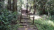 Gandoca-Manzanillo Rainforest Hike