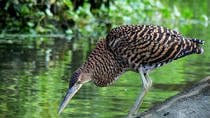 Golfito Mangrove Tour