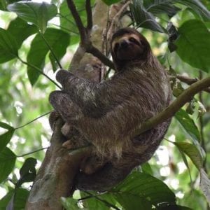 Guided Full-Day Walking Rainforest Adventure With Lunch