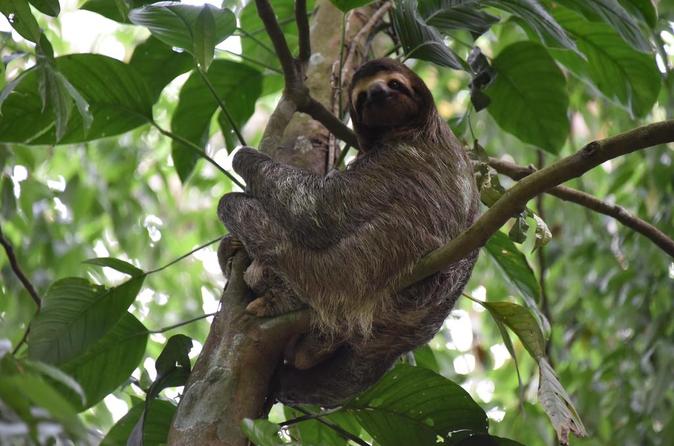 Guided Full-Day Walking Rainforest Adventure With Lunch