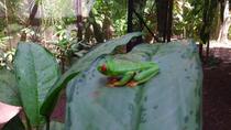 Guided Full-Day Walking Rainforest Adventure With Lunch