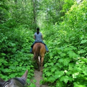 Horseback Riding Ocean View And Waterfalls In Jacó Beach
