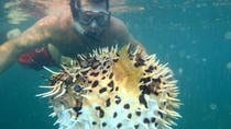 Kayak or SUP with Snorkeling