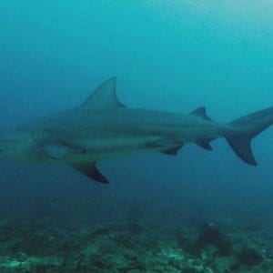 Local 2-Tank Dive In The Gulf Of Papagayo
