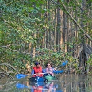 Mangrove Kayak Exploration Puerto Jimenez