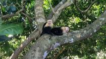 Manuel Antonio National Park Sightseeing and Wildlife Day San José