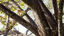 Nature Hike at Werner Sauter Biological Reserve