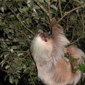 Night Hike Wildlife Observation In Santa Elena Monteverde