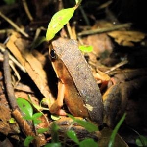 Night Tour Near of San José Watch Spider Frog and Many More with this Walking
