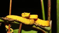 Night Walk at Arenal Natura Ecological Park