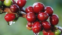 Night Walk Tour Plus Coffee Tour 3 in 1 (Coffee Chocolate And Sugar Cane)