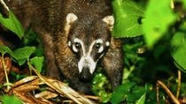 Night Walk Wildlife Observation and Reptile Watching in Monteverde San José