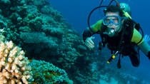 One Day PADI Scuba Diving Adventure San José