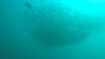 Open Water Diver Certification OWD