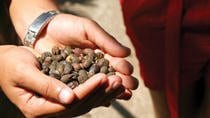 Palo Verde National Park And Coffee Tour