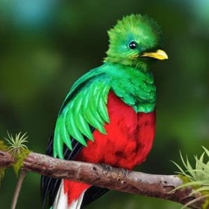 Quetzales Scarlet Macaws and Birds Watching Tour in San Gerardo De Dota San Jo