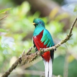 San Gerardo de Dota and Savegre River Bird Watching and Nature Guided Cloud Fo