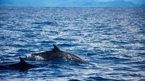 Sea Life Adventure Tour
