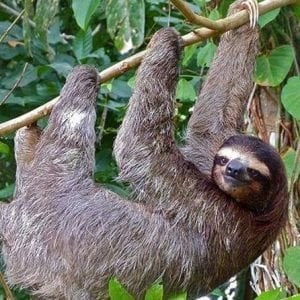 Sloth Adventure Guanacaste