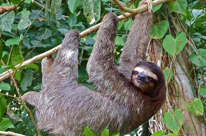 Sloth Adventure Guanacaste