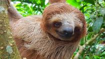 Sloth Discovery Playa Del Coco Area