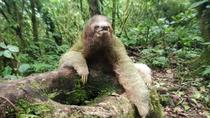 Sloth Watching Trail