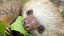 Sloths Lovers
