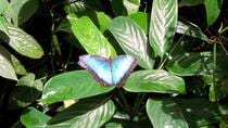 The Butterfly Conservatory Admission Ticket