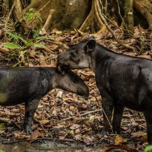 Tour To Corcovado National Park San José By Costa Rica Te Enamora