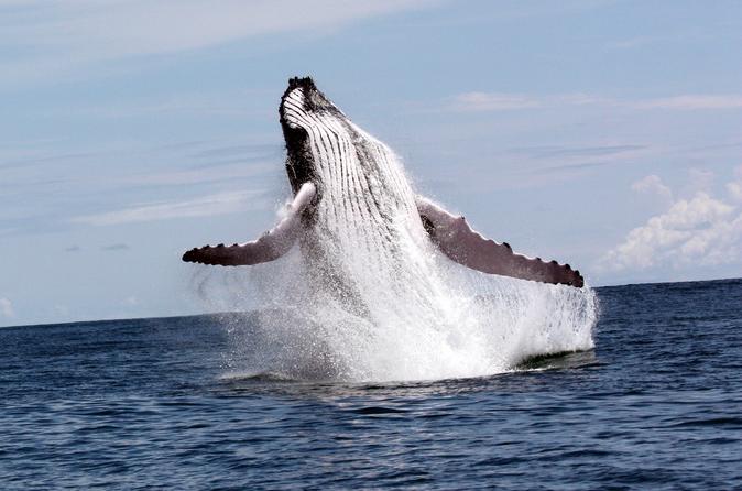 Tour To Marino Ballena National Park By Costa Rica Te Enamora