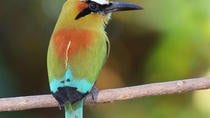 Tour To The Curri - Cancha Reserve In Monteverde A Paradise For Birdwatchers