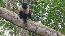 Tree Of Life Rescue Center And Cahuita National Park