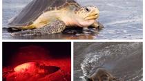 Turtle Observation Tour
