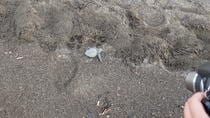 Turtle Tour Near Samara Beach