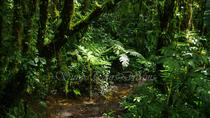 Walking Reserve Curi - Cancha