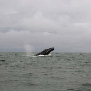 Whale Watching (Avistamiento de Ballenas) One Day San José