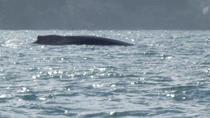 Whale Watching (Avistamiento de Ballenas) One Day San José