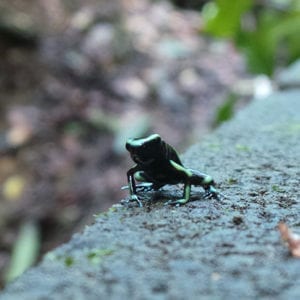 Manuel Antonio National Park Guided Tour