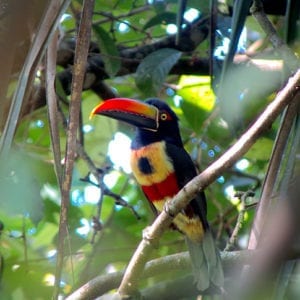 Manuel Antonio National Park Guided Tour